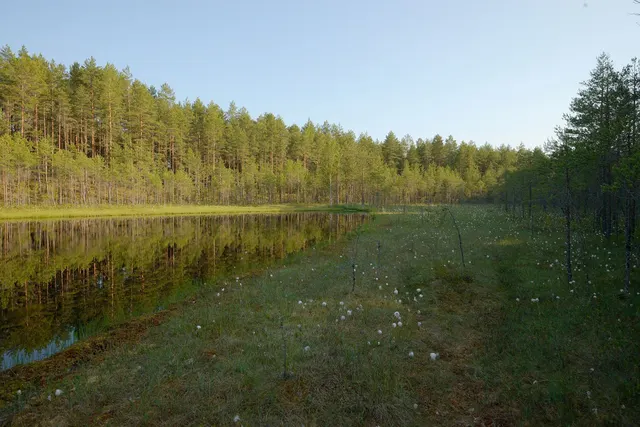Лесное озеро